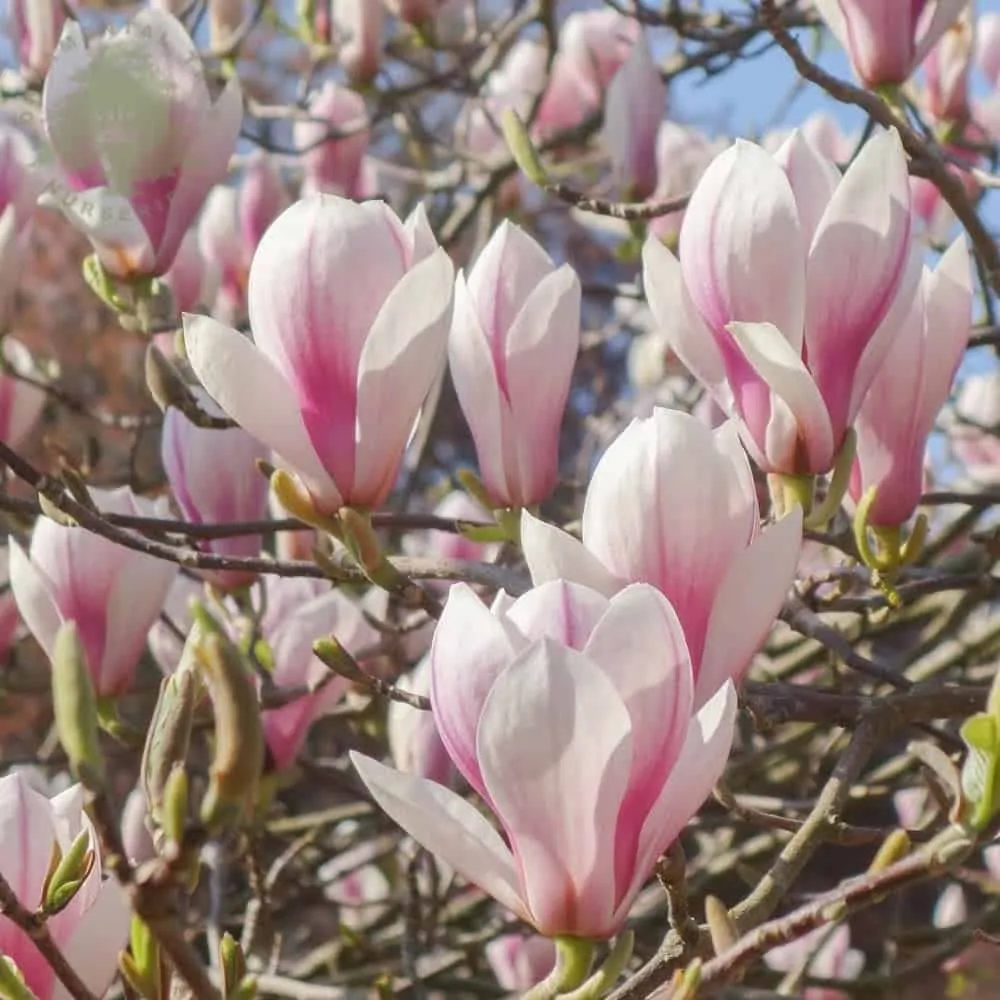 Magnolia „Soulangeana” 60 cm Nagyvirágú Liliomfa