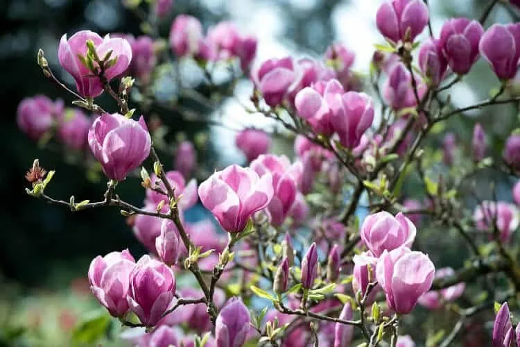 AJÁNDÉK TERMÉK! Magnolia „Rustica Rubra” 100cm