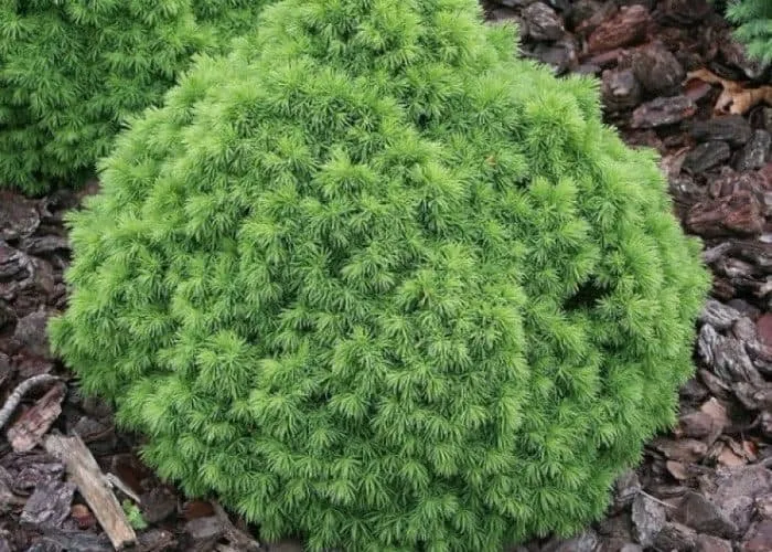 Törpe Gömb Cukorsüvegfenyő 10-20 cm „Picea glauca Alberta Globe”