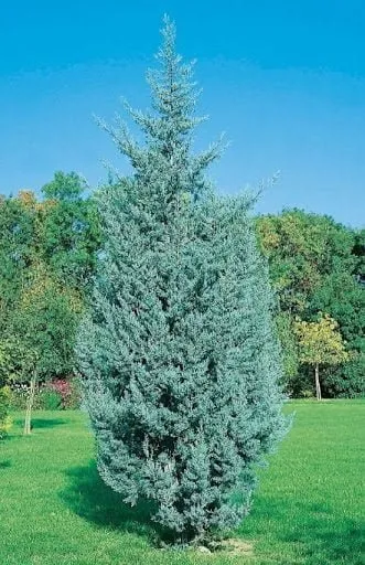 Oszlopos Arizóniai ciprus 80cm „Cupressus Arizonica Fastigiata”