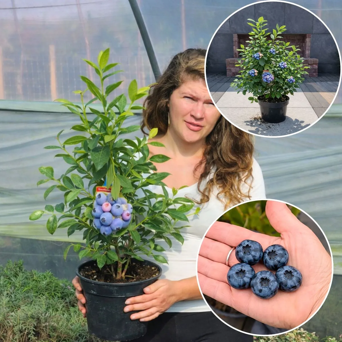 Áfonya „Bonus” 40cm „Vaccinium corymbosum Bonus” Kék áfonya