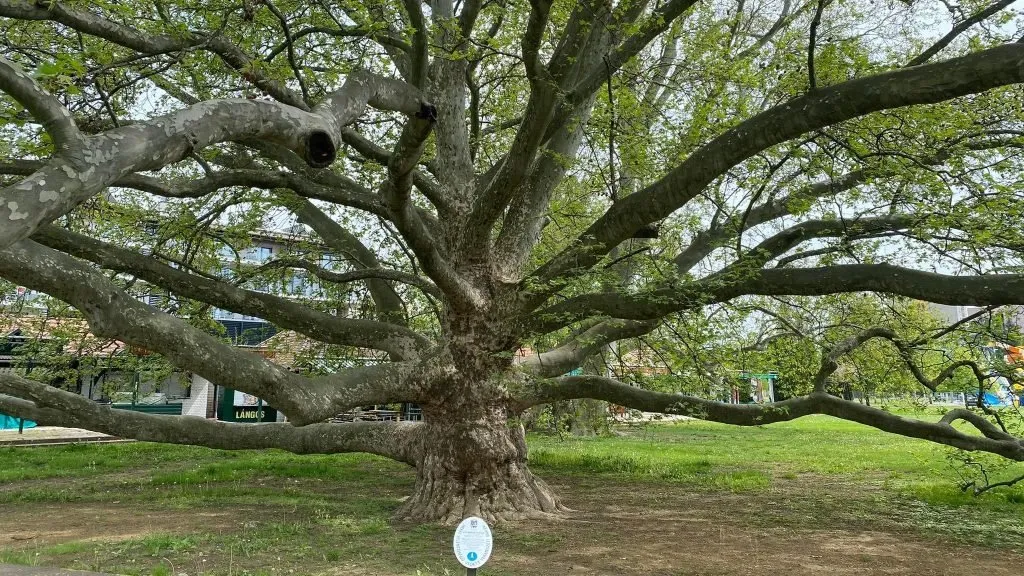 Platánfa 400 cm “Platanus acerifolia” (konténeres kertészeti áru)