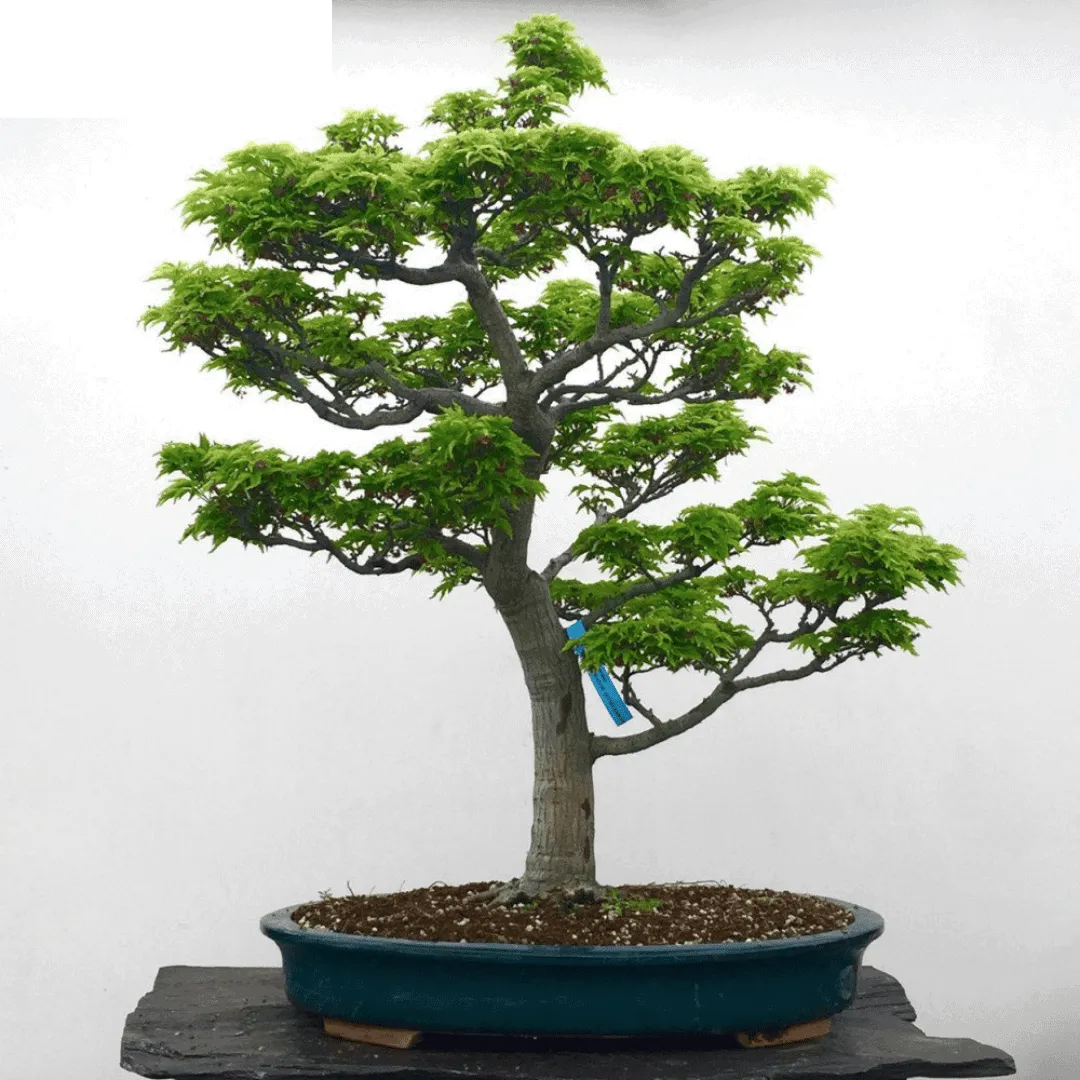 Japánjuhar 120cm „Shishigashira” Acer palmatum”