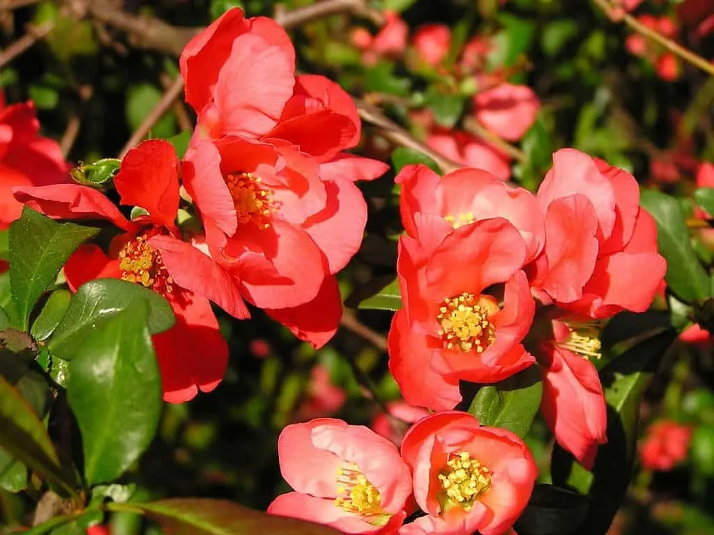 Japánbirs Narancspiros 30-40cm „Chaenomeles japonica”