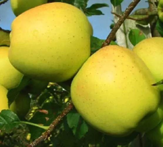 Alma „Golden Delicious Reinders” 150cm (Konténeres)
