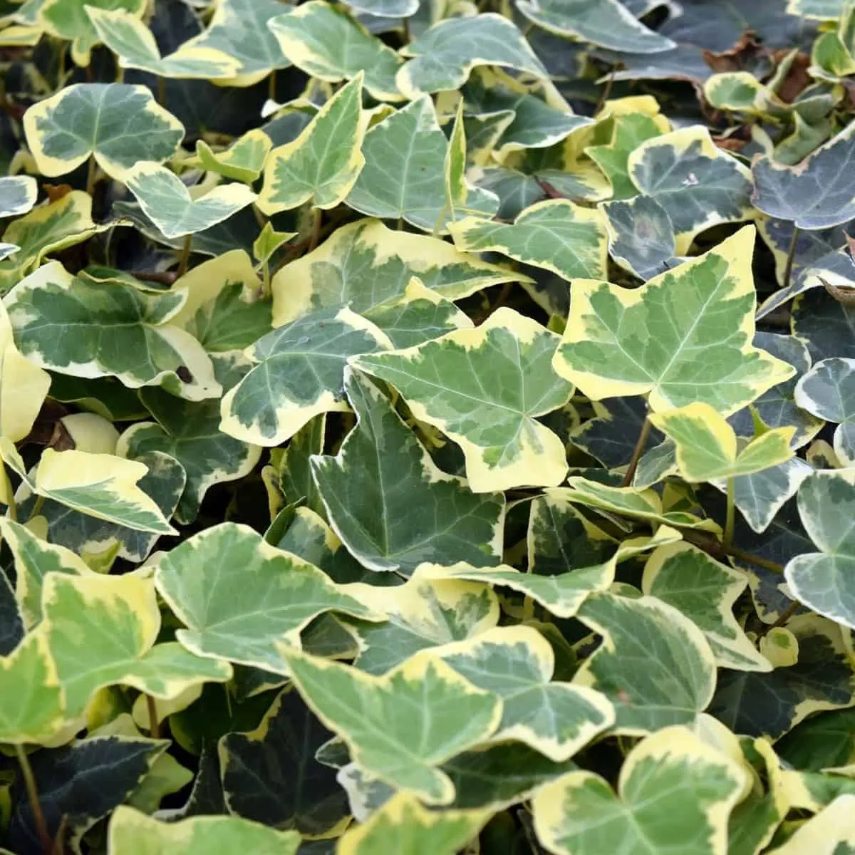 Sárga-tarka levelű Borostyán 20-30cm „Hedera helix Goldchild”
