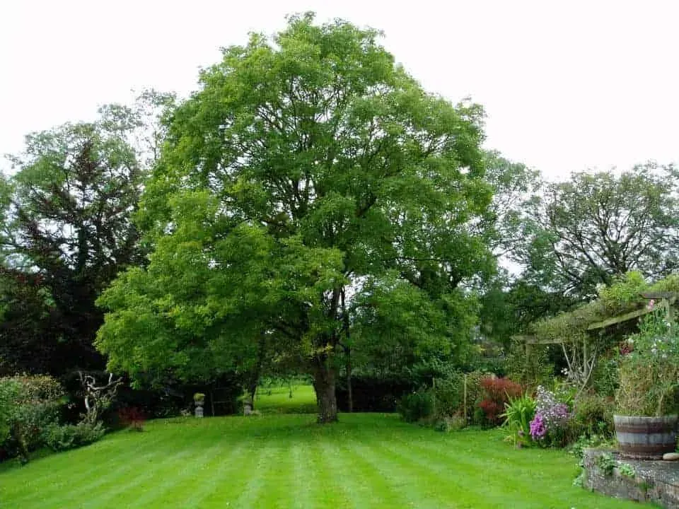 Japánakác 80 cm „Sophora japonica” Pagodafa „Styphnolobium japonicum”