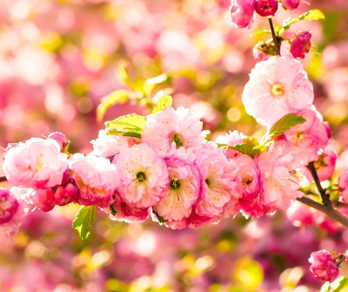 Babarózsa 30cm Rózsaszín „Sinensis Rosea” „Prunus glandulosa”