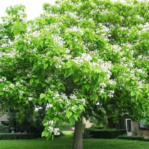 Szívlevelű Szivarfa 150 cm „Catalpa bignonioides” (cserepes virágzó díszfa)