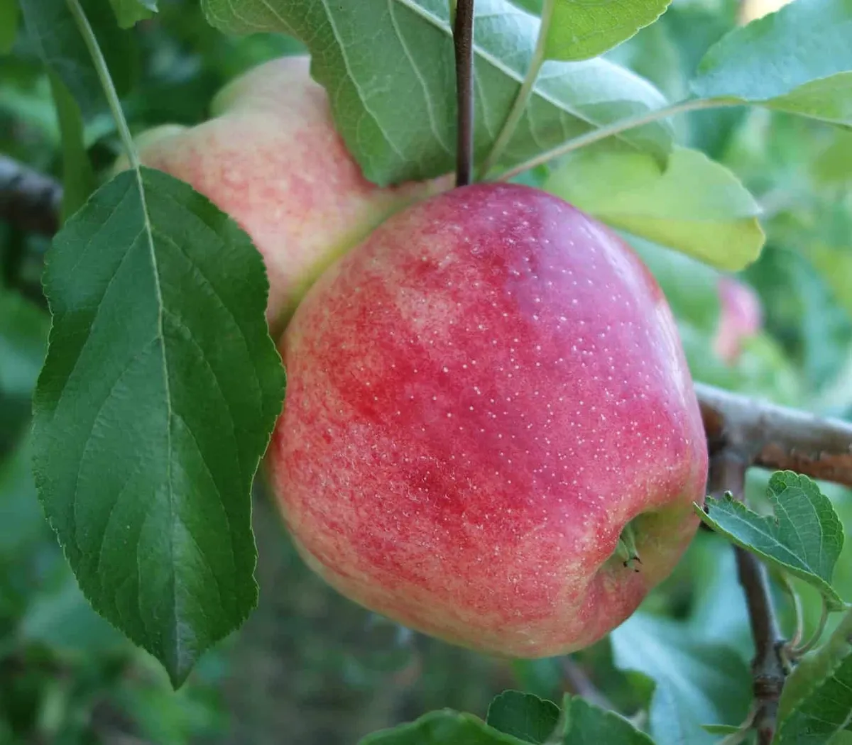 Alma „Mollies Delicious” 150cm (Szabadgyökeres)
