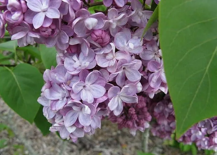 Orgona „Belle de Nancy” RÓZSASZÍN 30-40 cm „Syringa vulgaris”