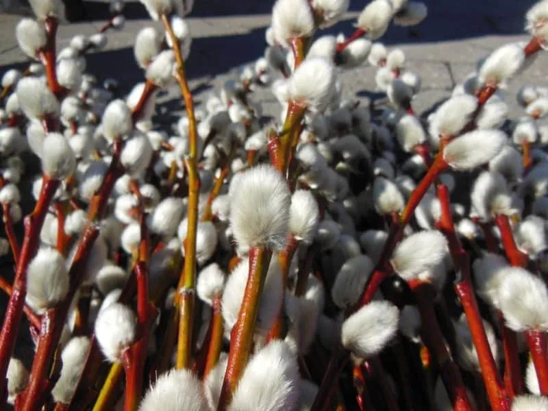 Barkafűz 60cm „Salix caprea” BOKROS