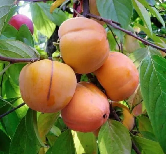 Datolyaszilva „Mela” 150cm Kakiszilva „Diospyros kaki