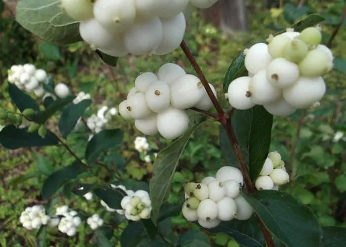 Fehér Hóbogyó 80cm „Symphoricarpos albus”