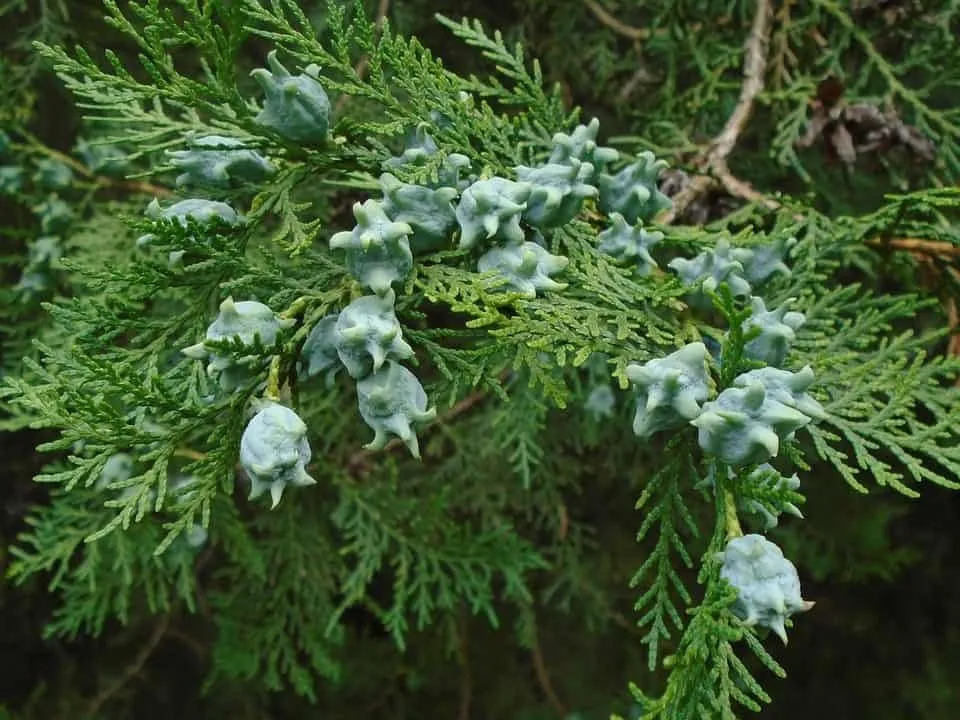 Keleti tuja 60-80cm Sövénytuja „Thuja orientalis”