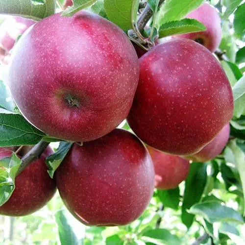 Alma „Red Jonaprince” 150cm (Konténeres)