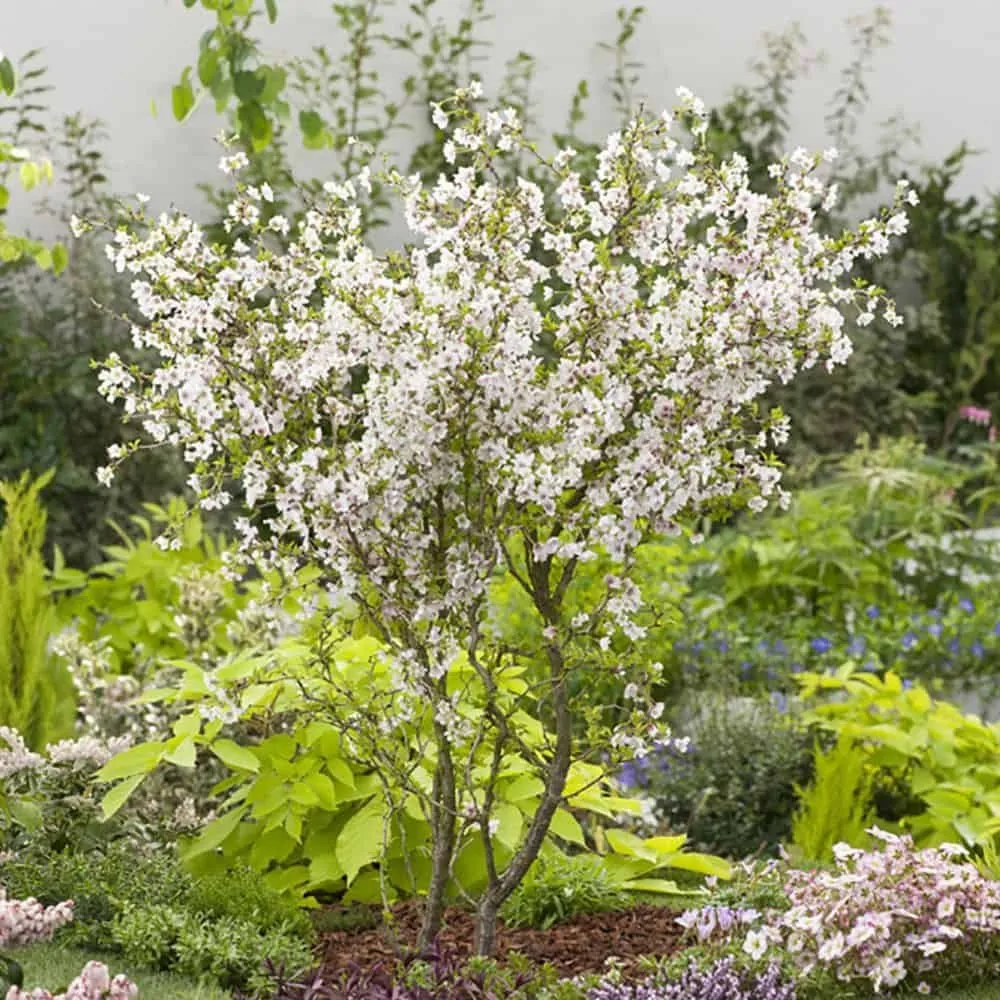 Fuji Díszcseresznye „Kojo no mai” 30-40cm „Prunus incisa”