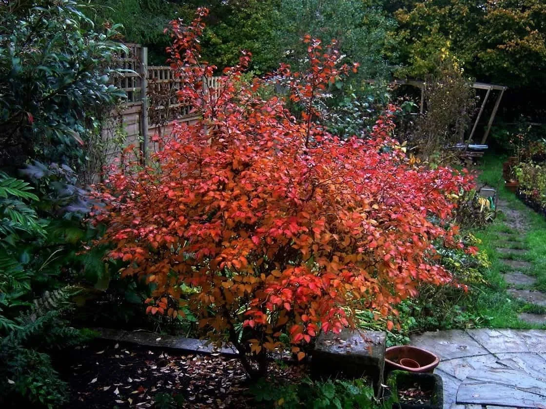 Fuji Díszcseresznye „Koi No Mai” 80-100cm „Prunus incisa”