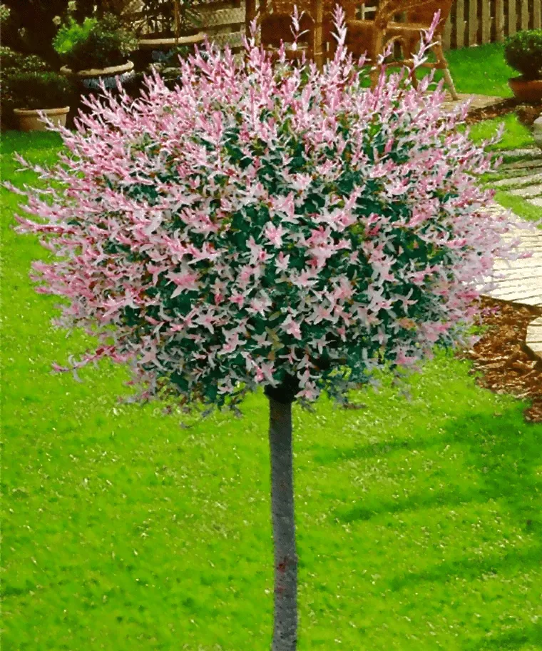 Japánfűz „Flamingo” Rózsaszín 150 cm „Salix integra” Gömb I. osztályú