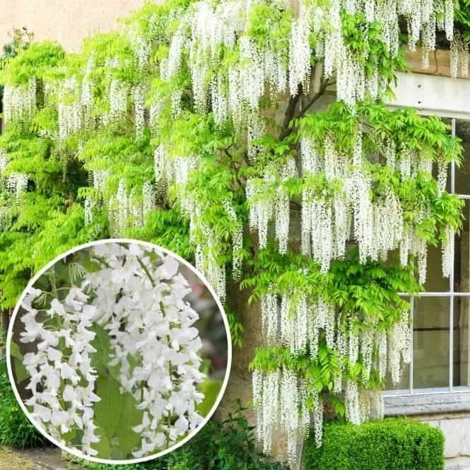 Lilaakác „Longissima Alba” 150cm Fehér „Wisteria floribunda”