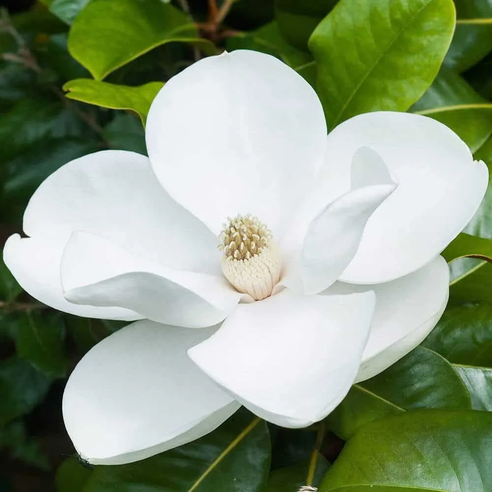 Örökzöld Magnólia 60cm „Magnolia grandiflora”