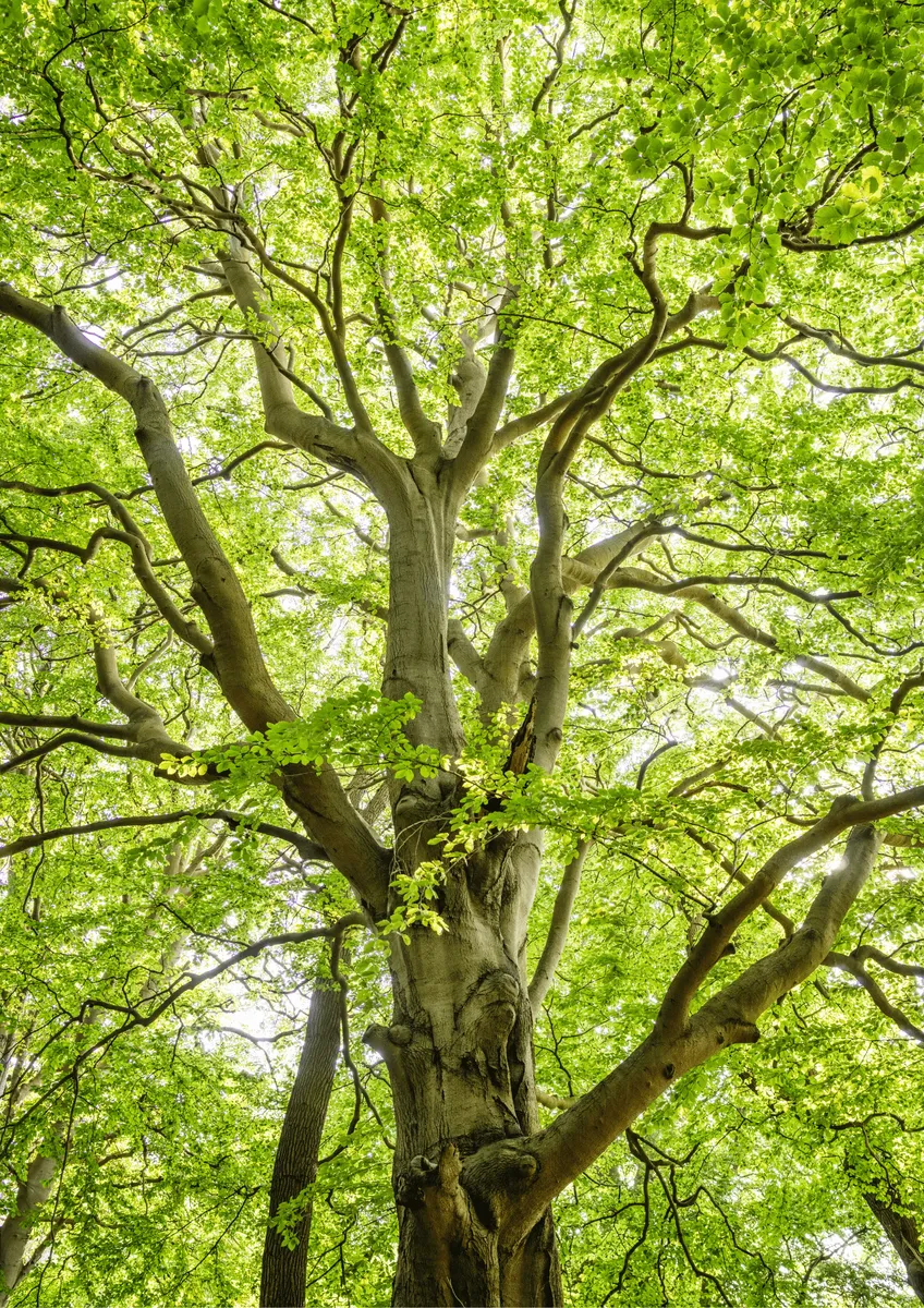 Európai Bükk 100cm „Fagus sylvatica”