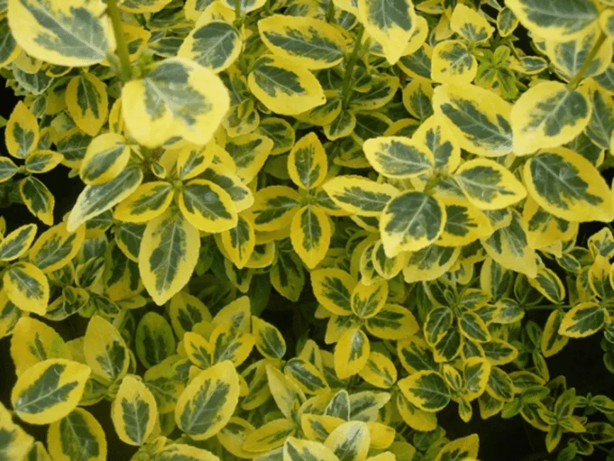Arany Kecskerágó bokor 20-30cm „Euonymus fortunei Emerarald n Gold”