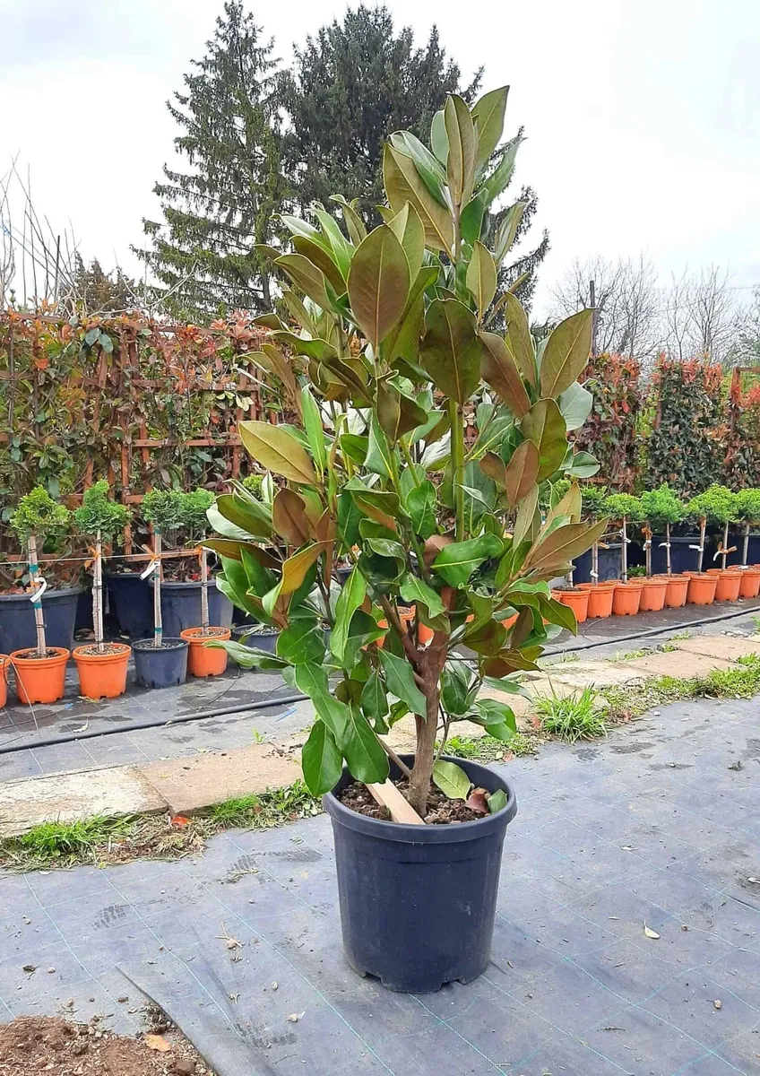 Örökzöld Magnolia 150cm „Goliath” „Magnolia grandiflora”
