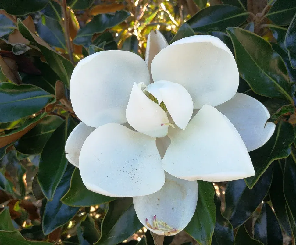 Örökzöld magnolia „Gallisoniensis” 100cm „Magnolia grandiflora” (Örökzöld dísznövény)