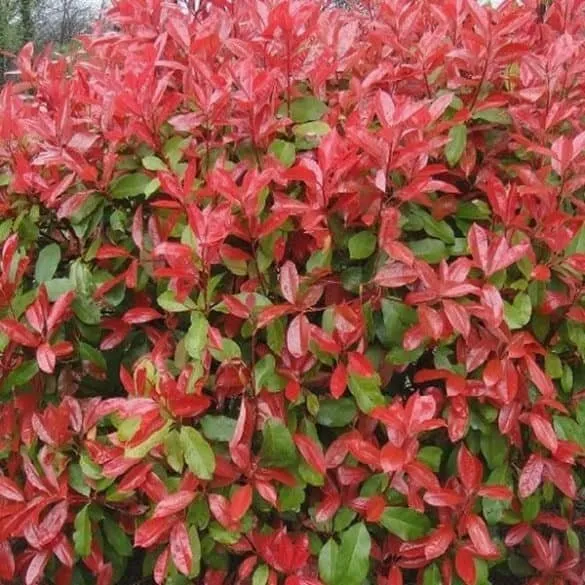 Korallberkenye „Carré Rouge” 30-50cm „Photinia fraseri”