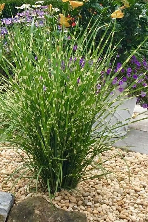 Zebrafű 40-60cm „Miscanthus sinensis Zebrinus”