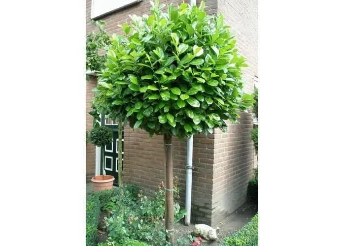 Magastörzsű Babérmeggy „Novita” 180 cm „Prunus laurocerasus”