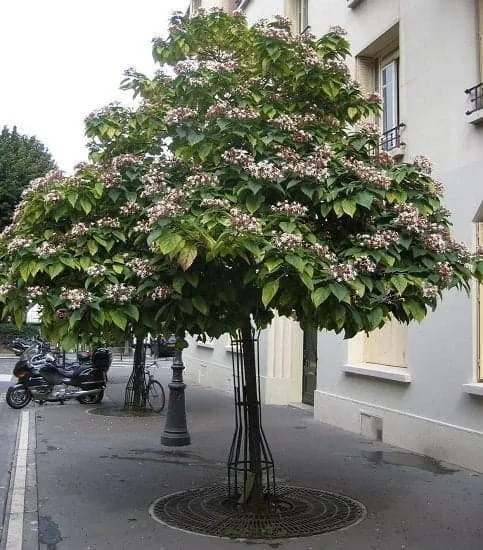 Kései végzetfa 40-60cm „Clerodendrum trichotomum Fargesii”