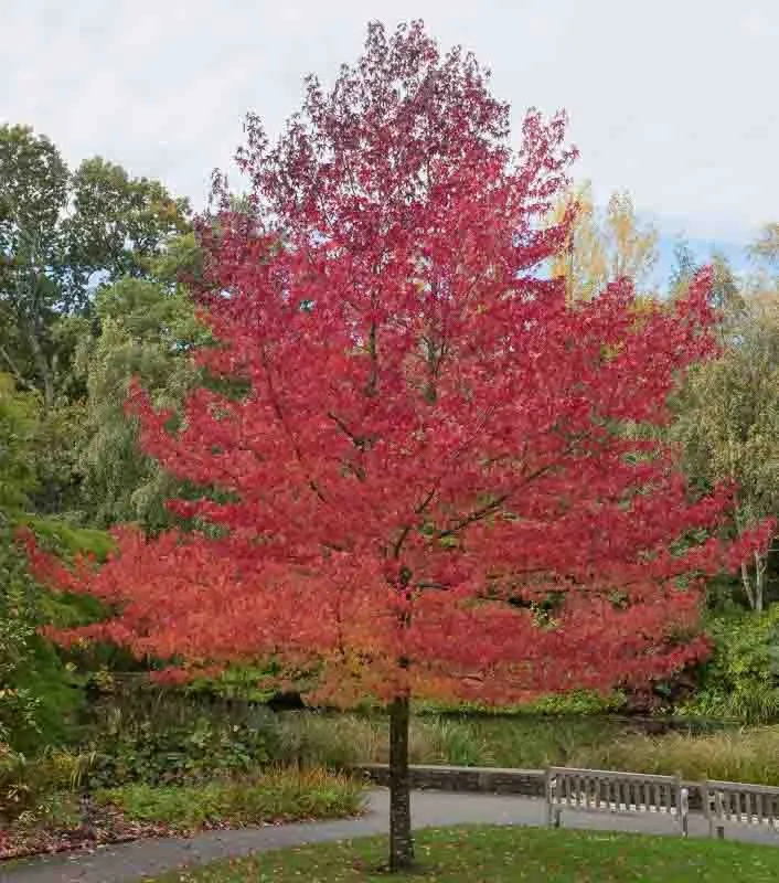 Amerikai Ámbrafa „Worplesdon” 200 cm „Liquidambar styraciflua”