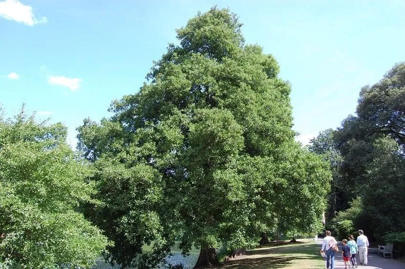 Mézgás Éger 250 cm „Alnus glutinosa” Enyves Éger