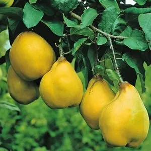 Birsalma „Cydora robusta” 150cm (Szabadgyökeres)