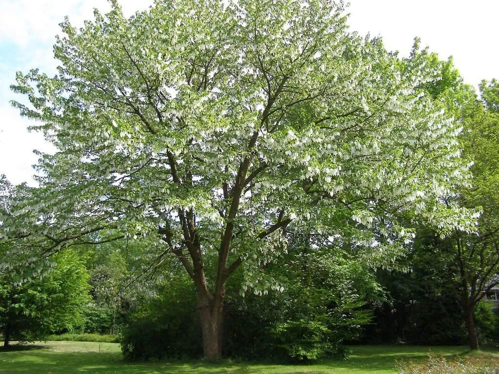 Galambfa 80-100 cm „Davidia involucrata” Zsebkendőfa