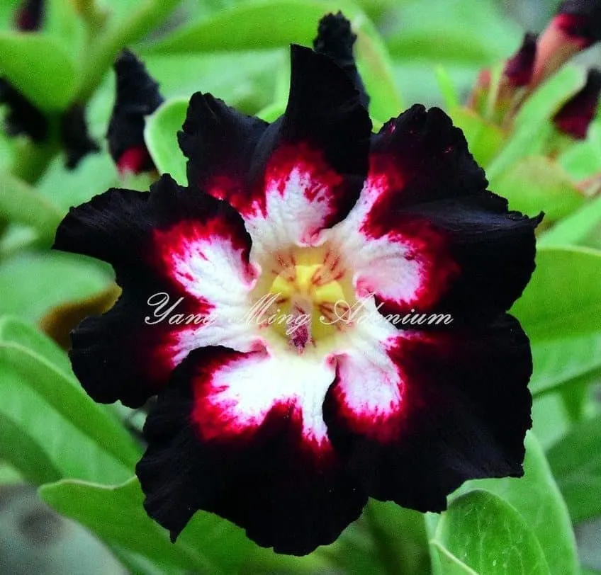 Sivatagi rózsa MAG „Black Lover” 10 db „Adenium obesum”
