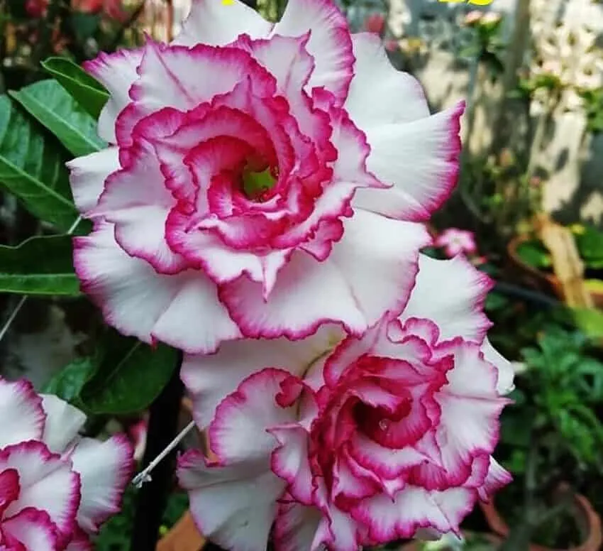 Sivatagi rózsa MAG „Carnation” 10 db „Adenium obesum”