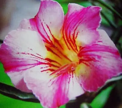 Sivatagi rózsa MAG „Deeva” 10 db „Adenium obesum”