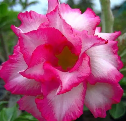 Sivatagi rózsa MAG „Sapphire” 10 db „Adenium obesum”