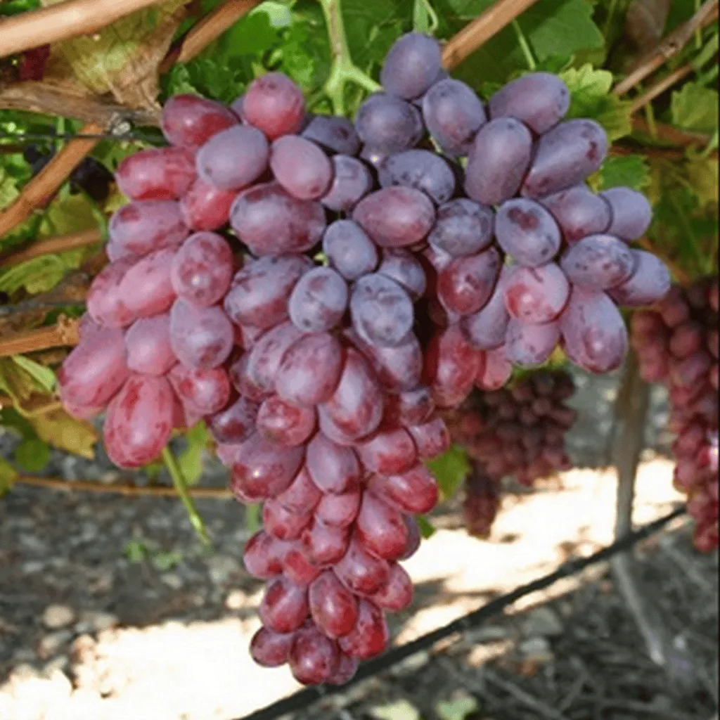 Magnélküli szőlő „Crimson seedless” 30-50cm