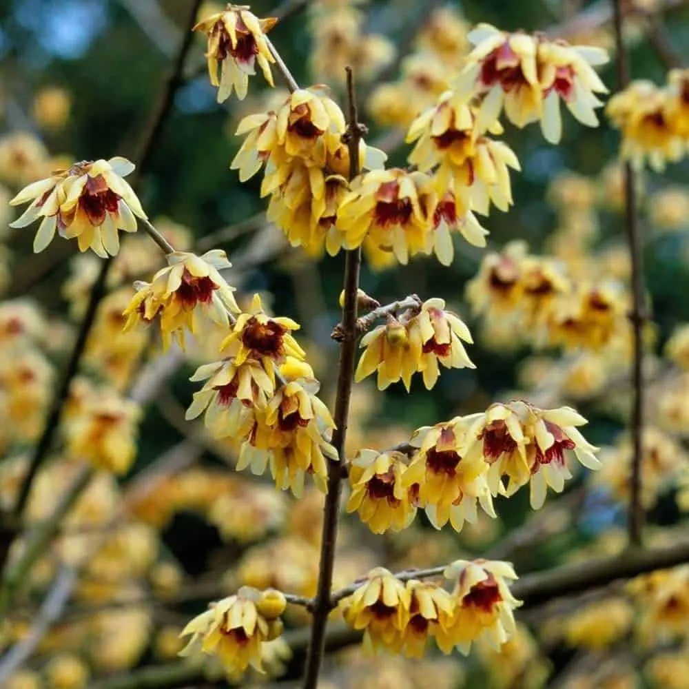 Illatos Tündérfa 40-60cm „Chimonanthus praecox”
