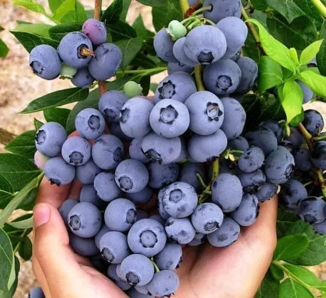 Kék áfonya „Duke” 30 cm „Vaccinium Corymbosum”