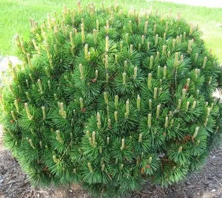 Havasi Törpefenyő 20cm „Pinus mugo Mughus”