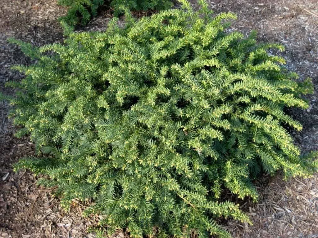 Terülő Tiszafa 30cm „Taxus baccata Repandens”