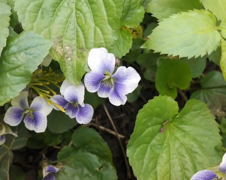 Kerti Ibolya 10 cm „Viola” Fehér-lila