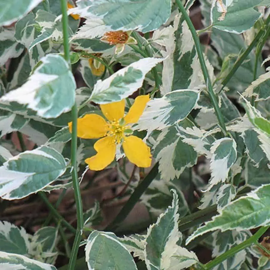 Fehér-tarka levelű Boglárkacserje 30-40cm „Kerria japonica Picta”
