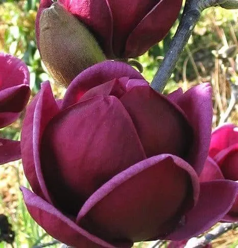 Magnolia „Black Tulip” 180cm Sötétbordó Liliomfa