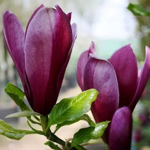 Magnolia „Nigra” 60cm Bíborvörös Liliomfa